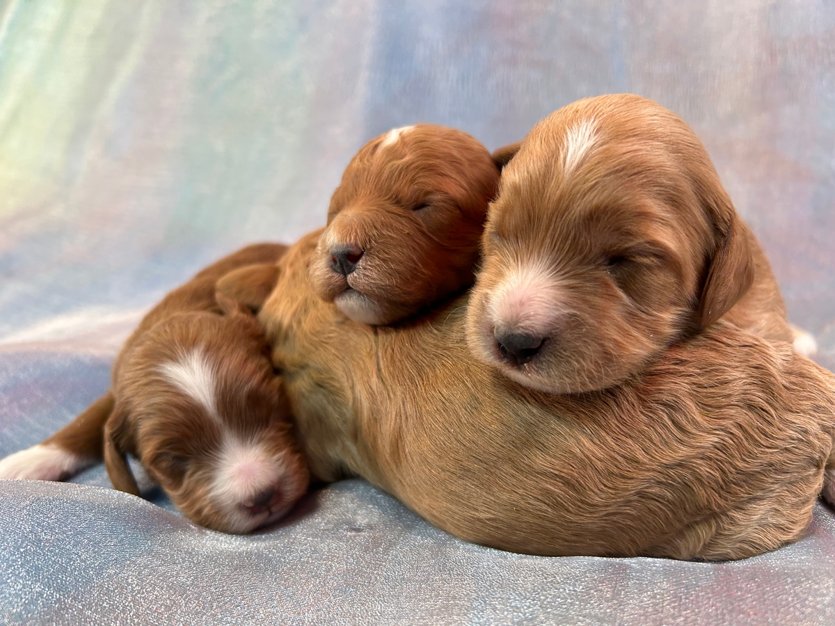 Cockapoo Litter Born 1-28-2025 $950